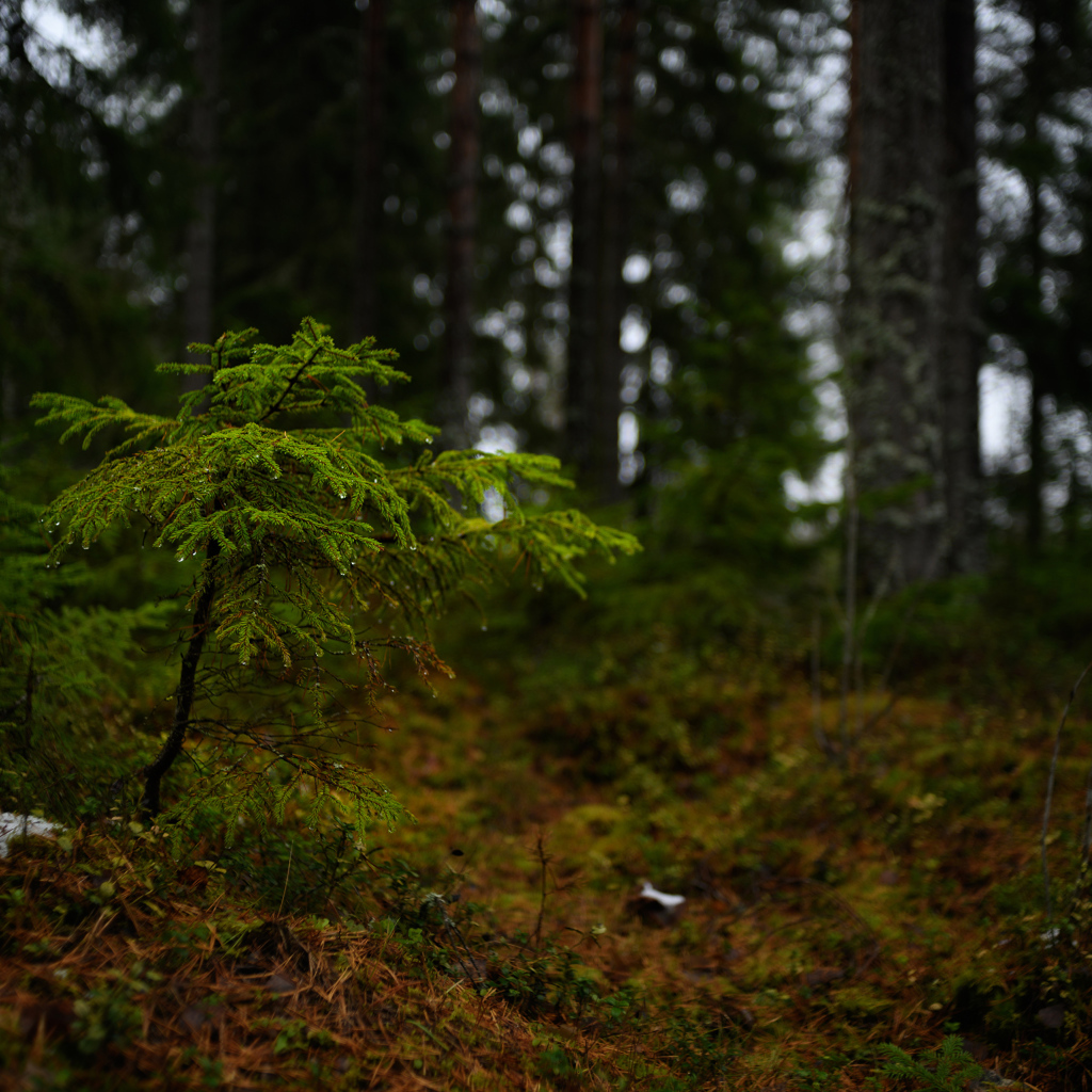 Маленькая ель в хвойном лесу 