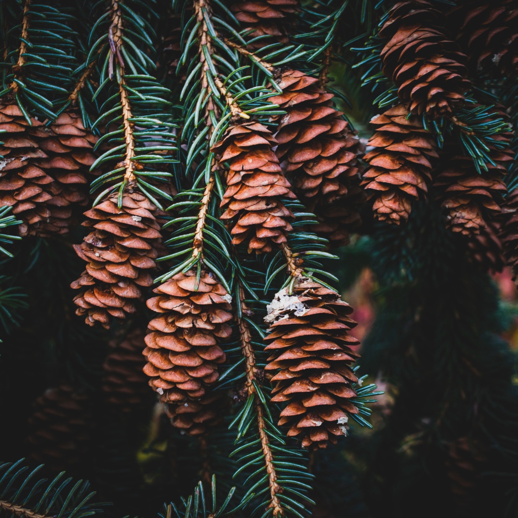 Много шишек на ветке зеленой ели 