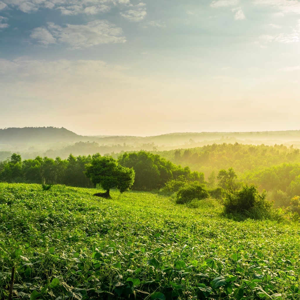 Туман окутал зеленые заросли леса на рассвете