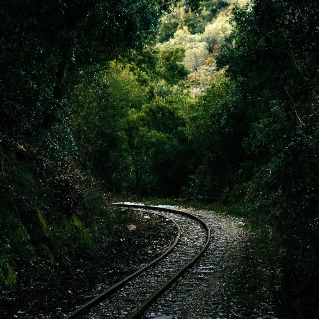 Железнодорожные рельсы в лесу 