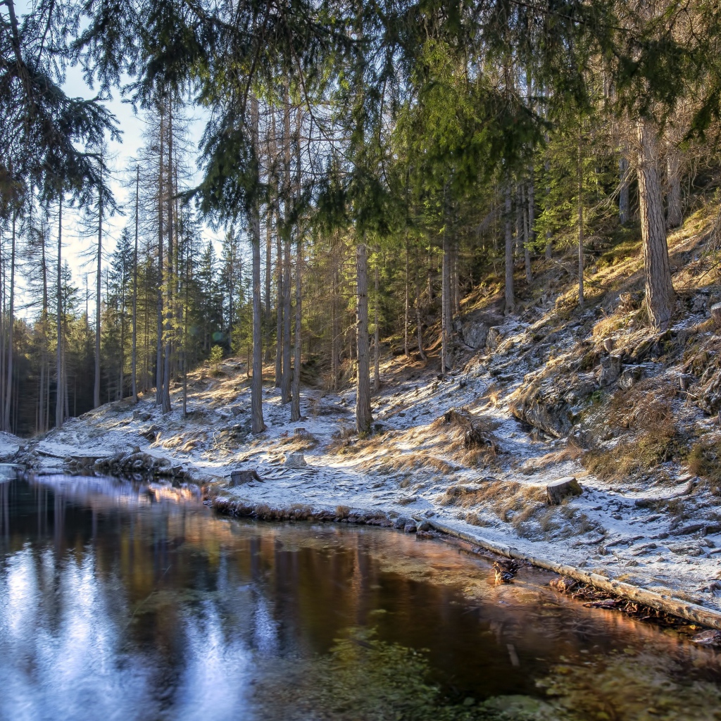 Берега реки в сосновом лесу покрыты морозом 