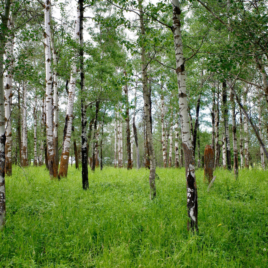 Стройные белые березы с зеленой травой