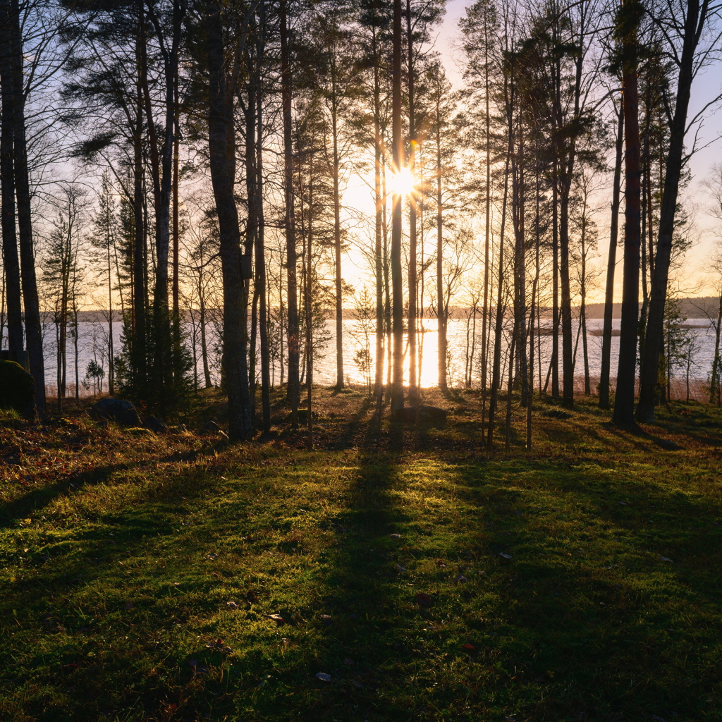 Солнце пробивается сквозь деревья в лесу у реки