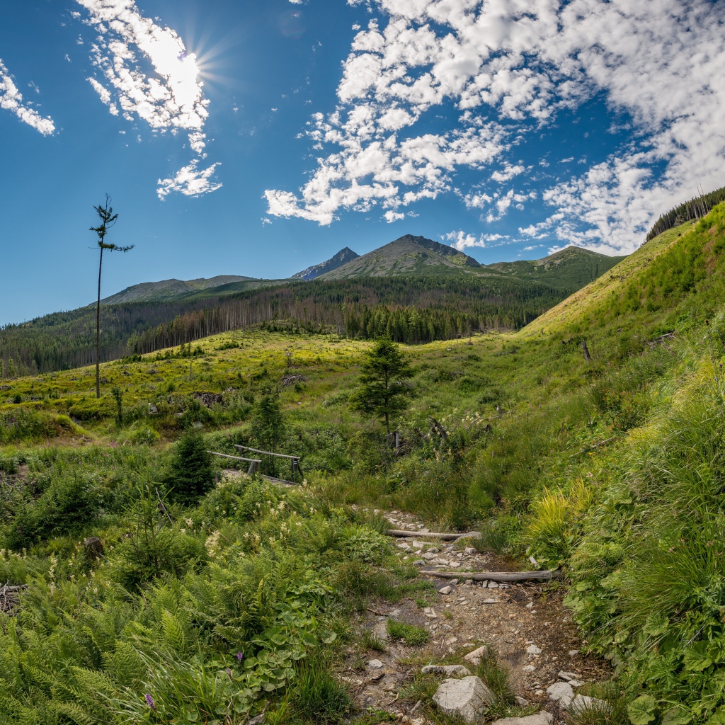 Красивая зеленая природа у гор под голубым небом