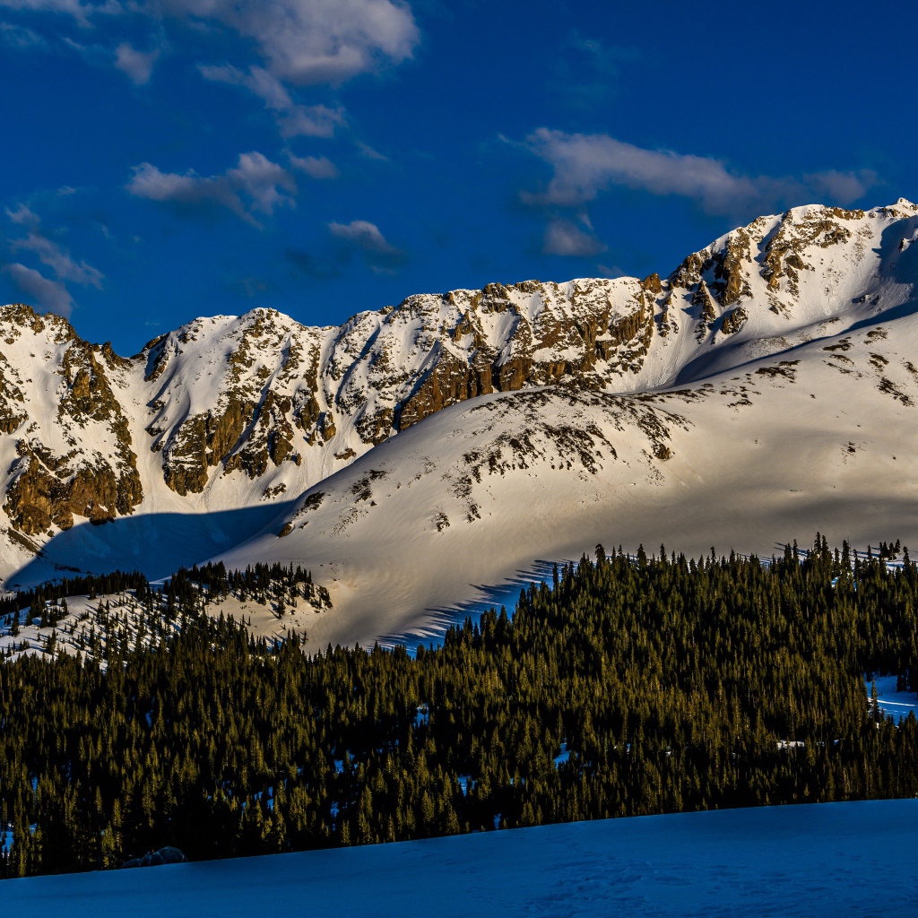 Зеленый лес на покрытых снегом горах 