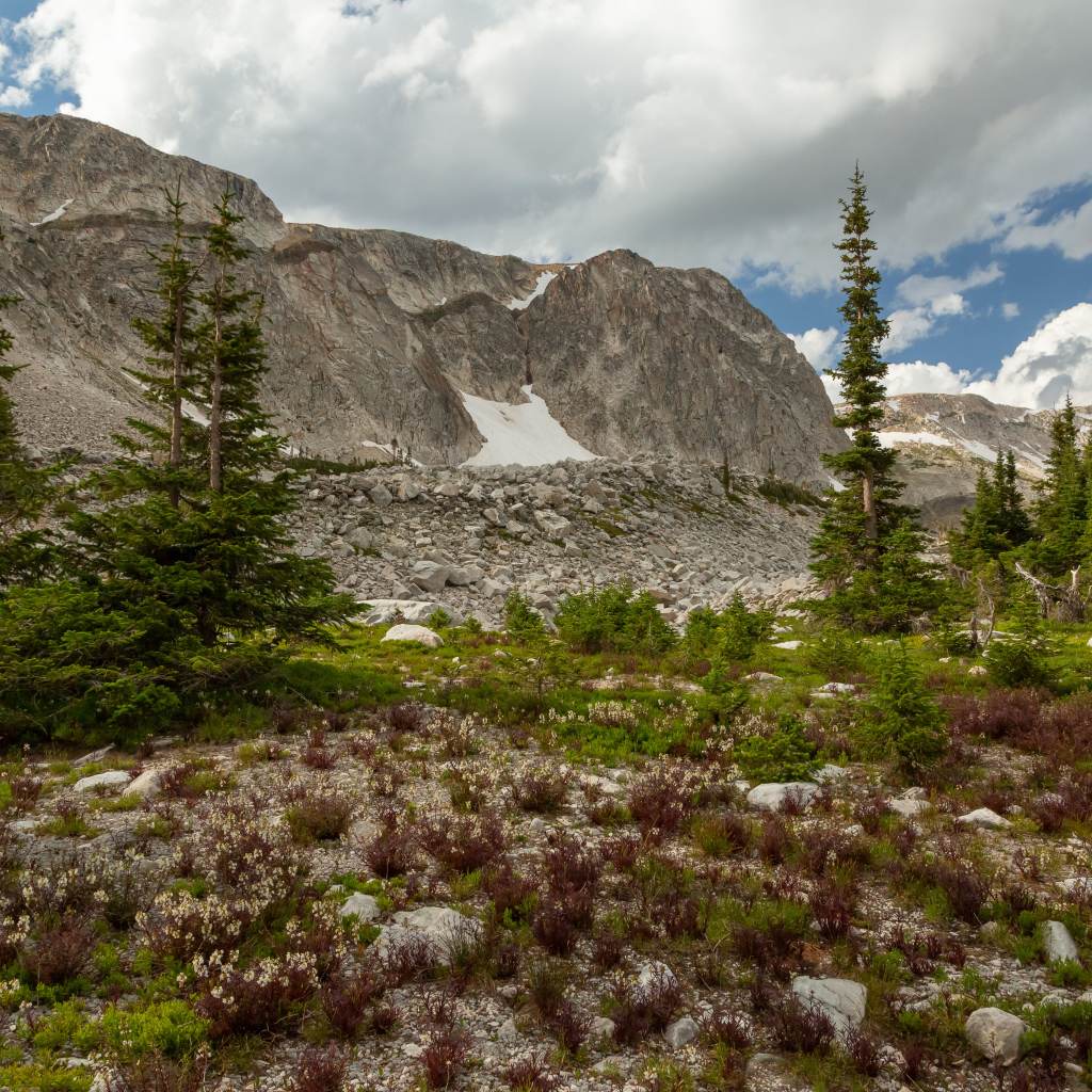 Ели у подножия каменных гор под небом с белыми облаками