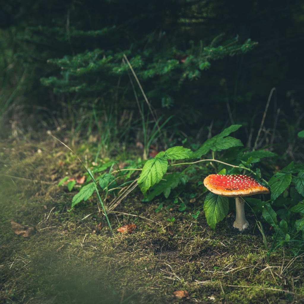 Гриб мухомор растет под зелеными листьями