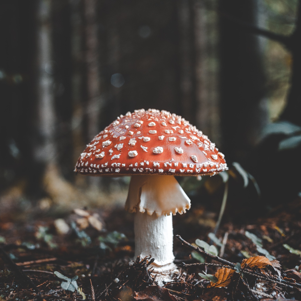 Красный гриб мухомор в холодном осеннем лесу 
