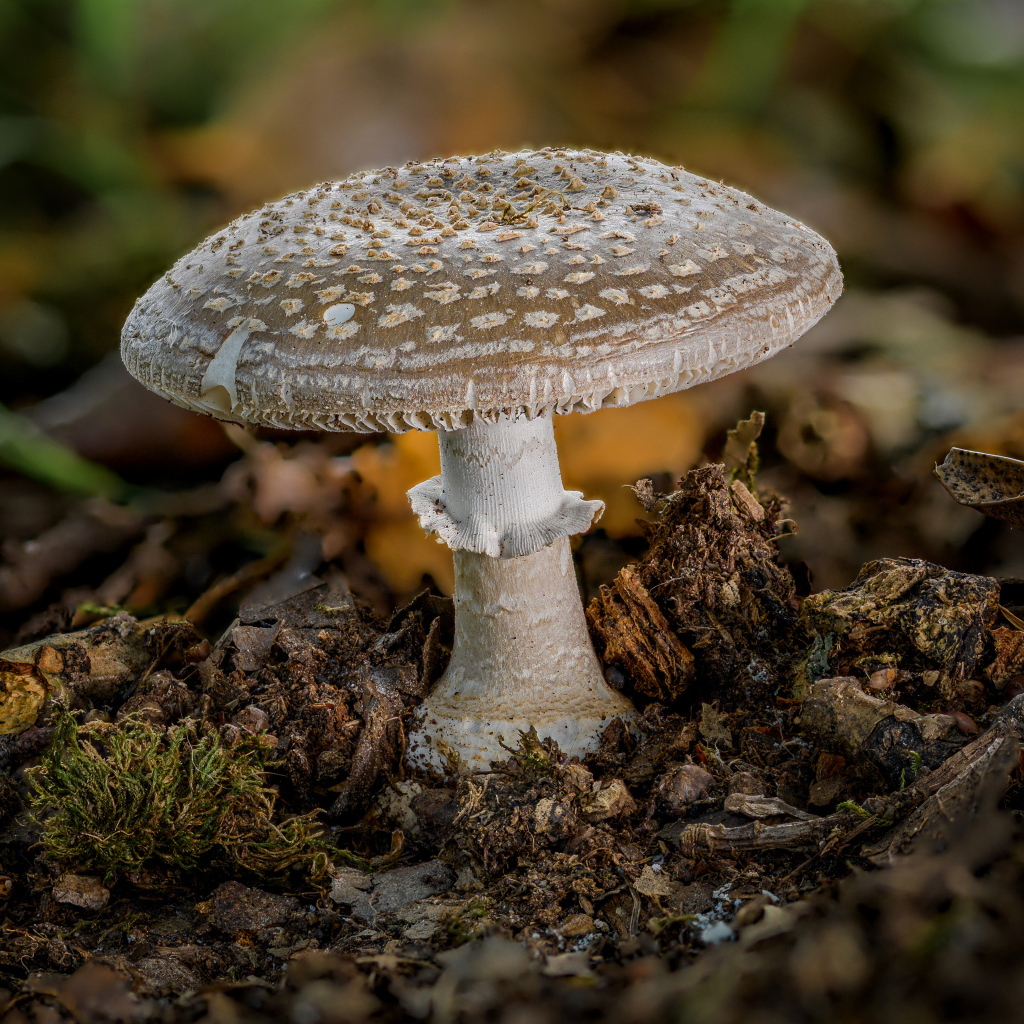 Гриб мухомор в рыхлой земле в лесу 