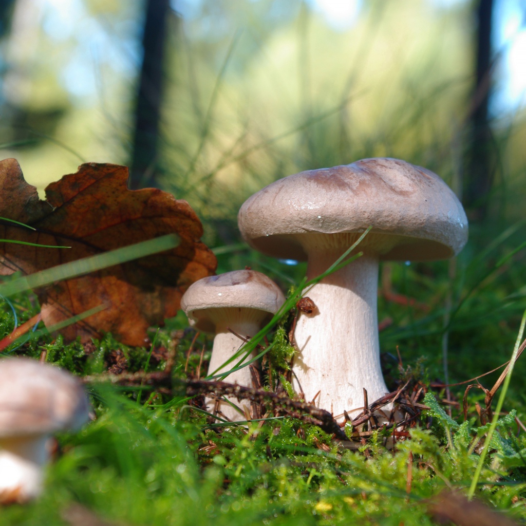 Красивые лесные грибы на покрытой мхом земле 