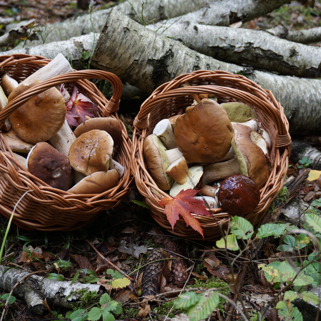 Лесные грибы в корзинках на земле