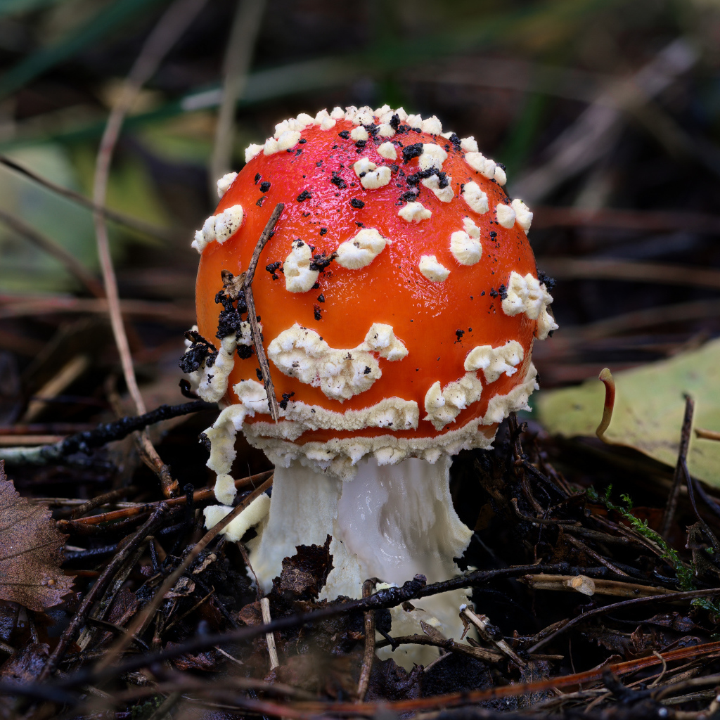 Маленький мухомор в лесу