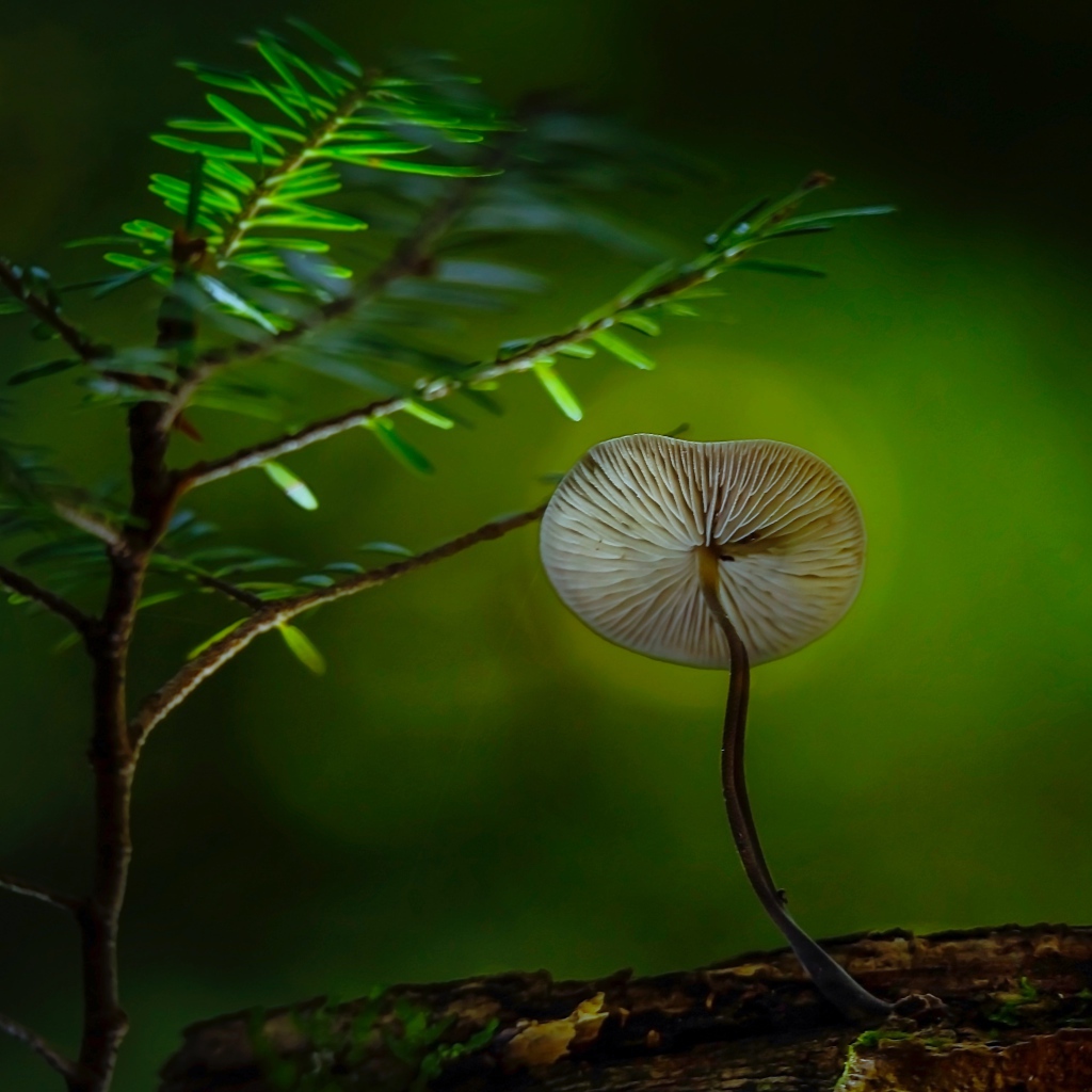 Маленький гриб поганка растет на сухом дереве 