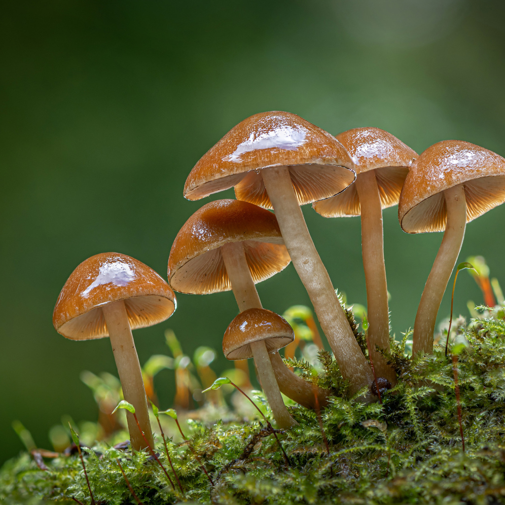 Little toadstool mushrooms on moss-covered ground