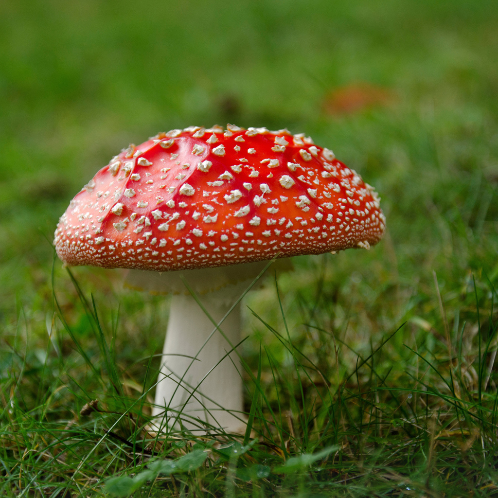 Одинокий красный мухомор на зеленой траве 