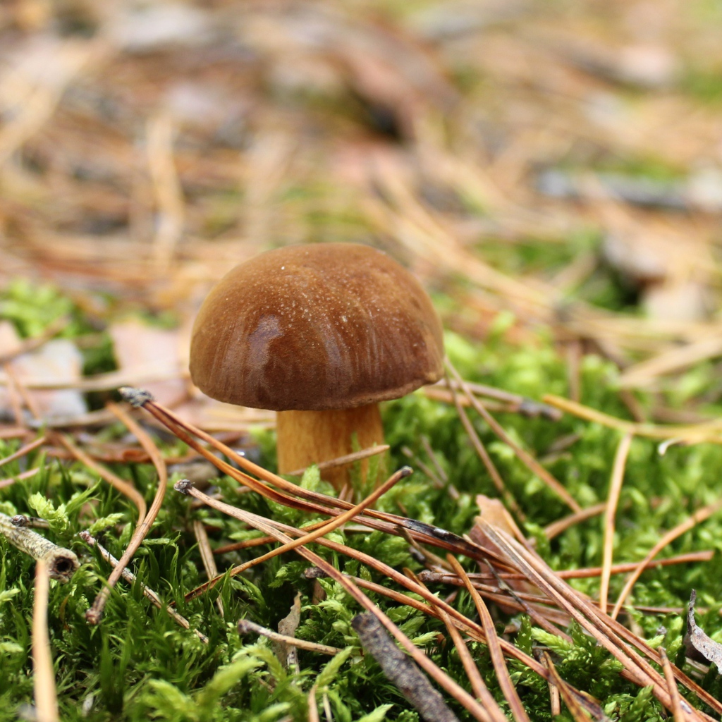 Гриб растет на покрытой зеленым мхом траве