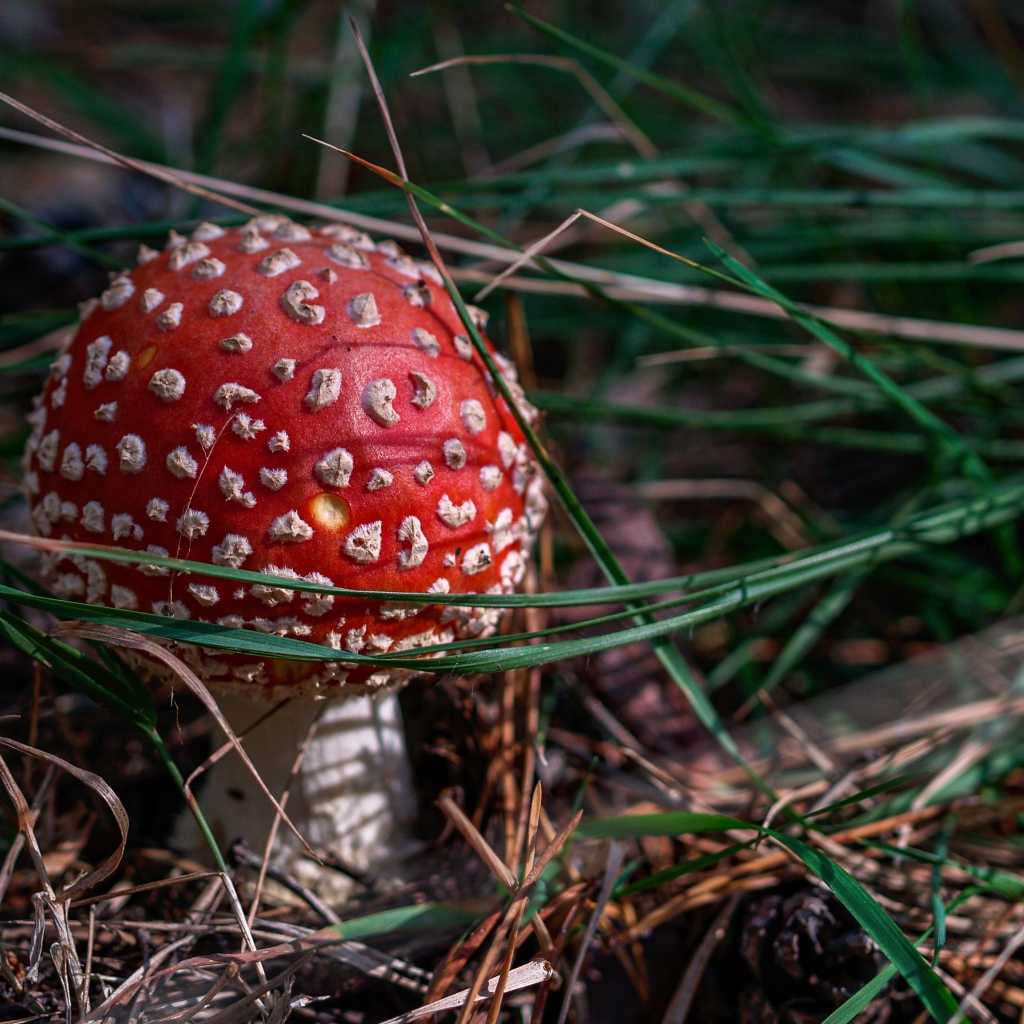 Красный мухомор в зеленой траве в лучах солнца 