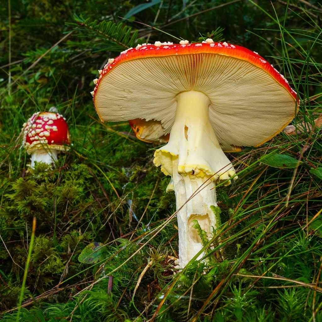 Красные мухоморы в зеленой мокрой траве