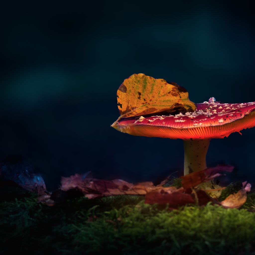 Красный мухомор с осенним листом