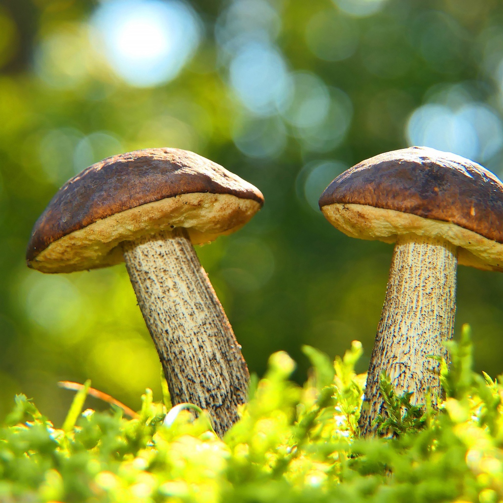 Два гриба растут на зеленом мху 