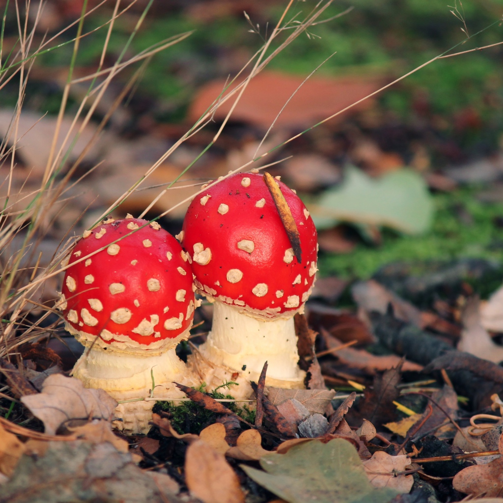 Two red fly agaric in fallen leaves