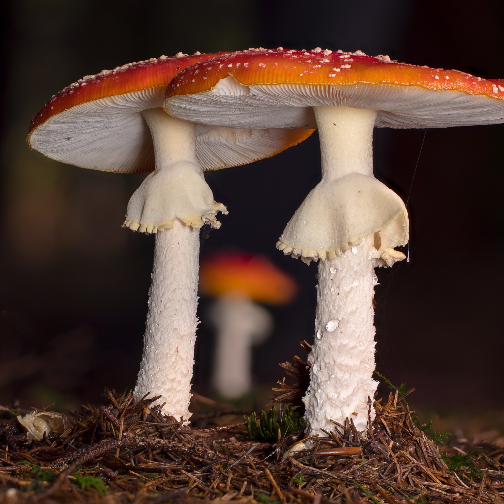 Two red fly agaric in the forest