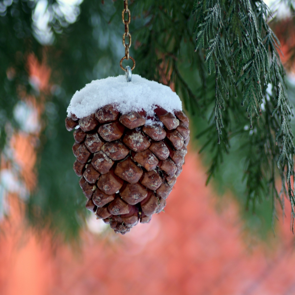 Шишка на цепочке висит на ветке туи 