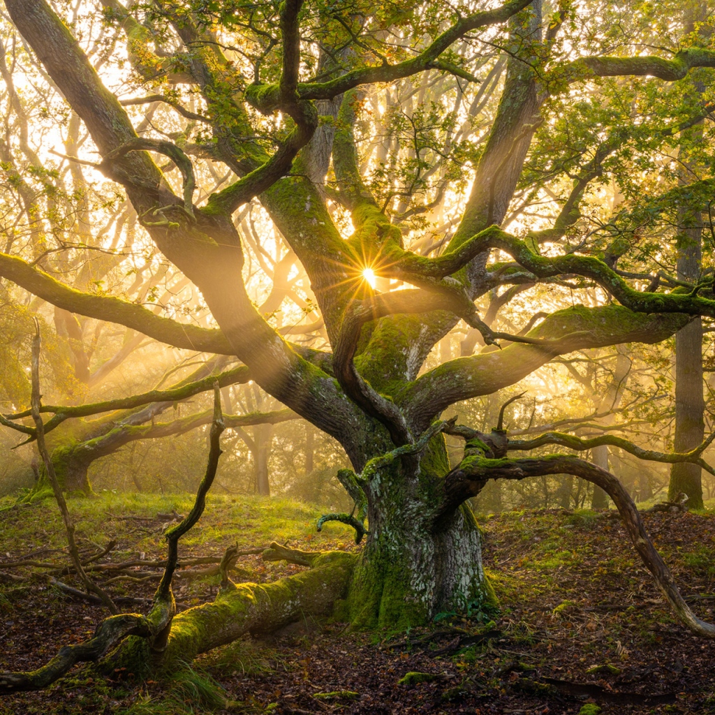 Большое старое дерево в лучах солнца 