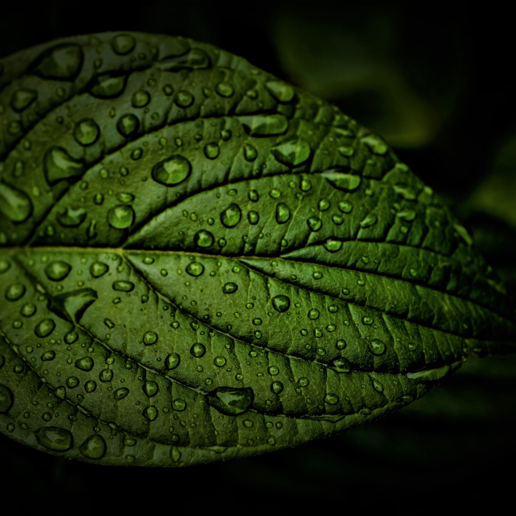 Зеленый лист в каплях воды крупным планом