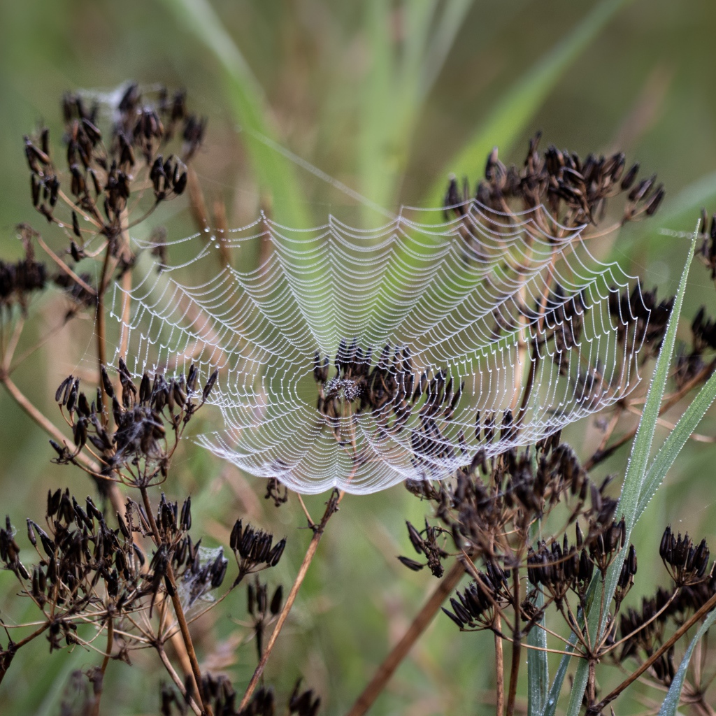 Ажурная паутина на зонтике укропа 