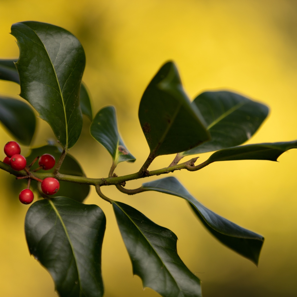 Красные ягоды на ветке с зелеными листьями