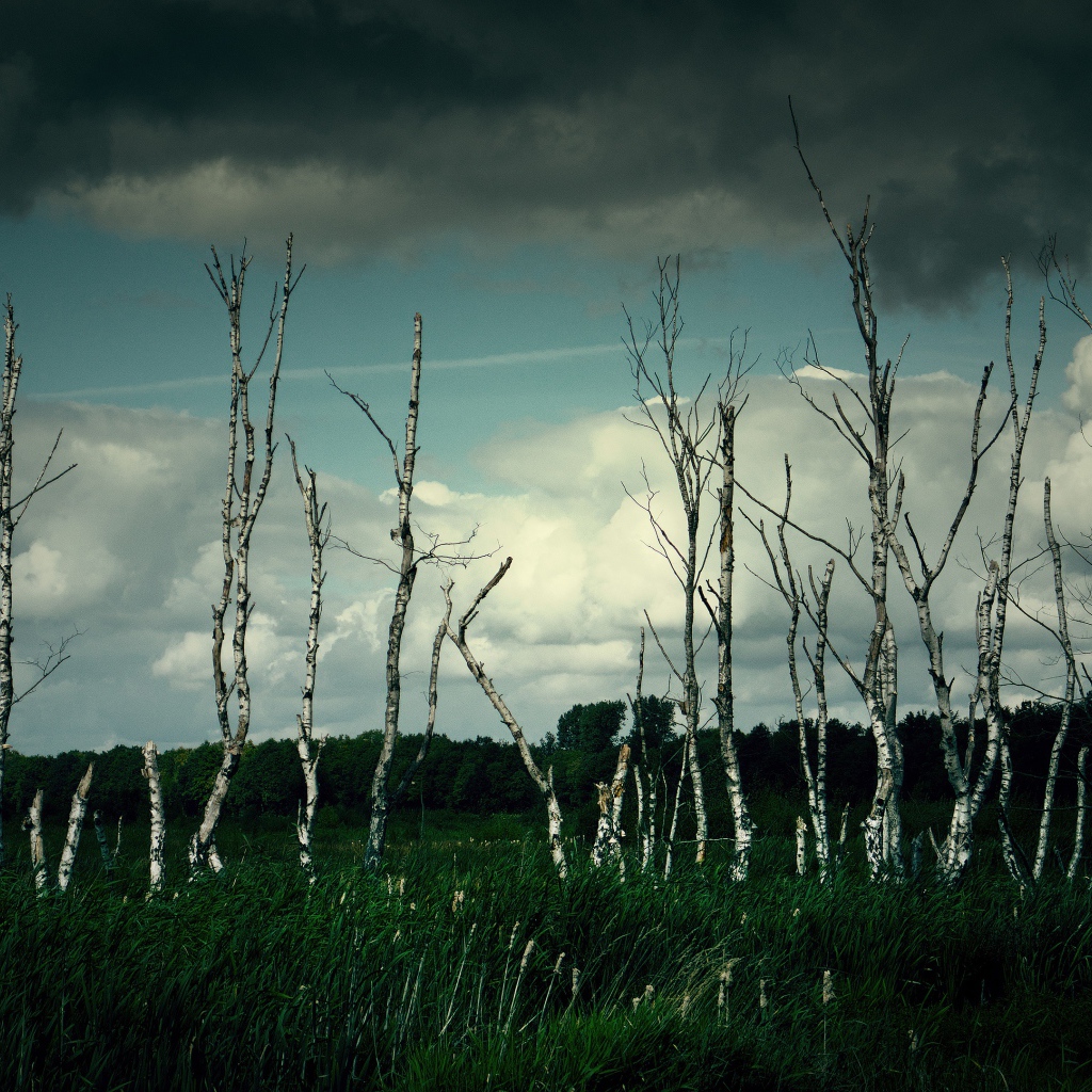 Тонкие березы под грозовым небом 