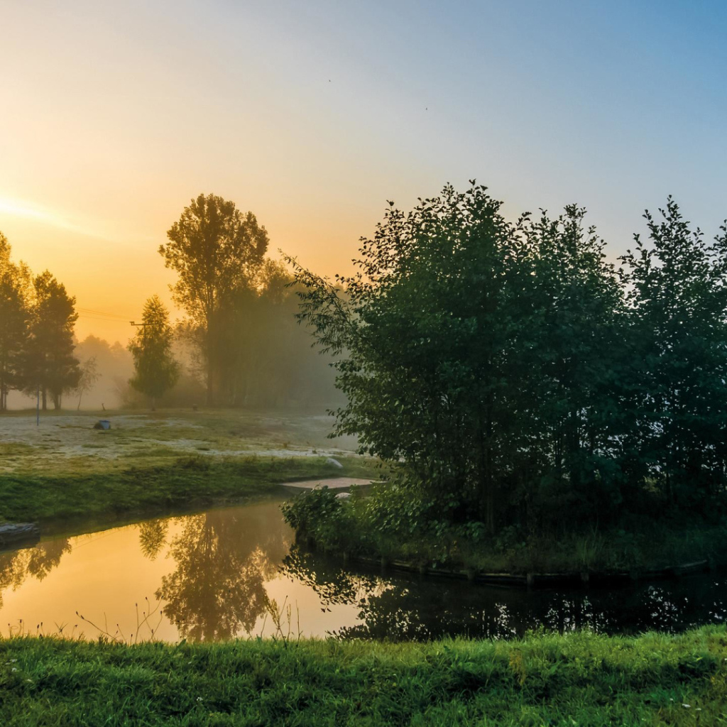 Деревья на островке на реке утром