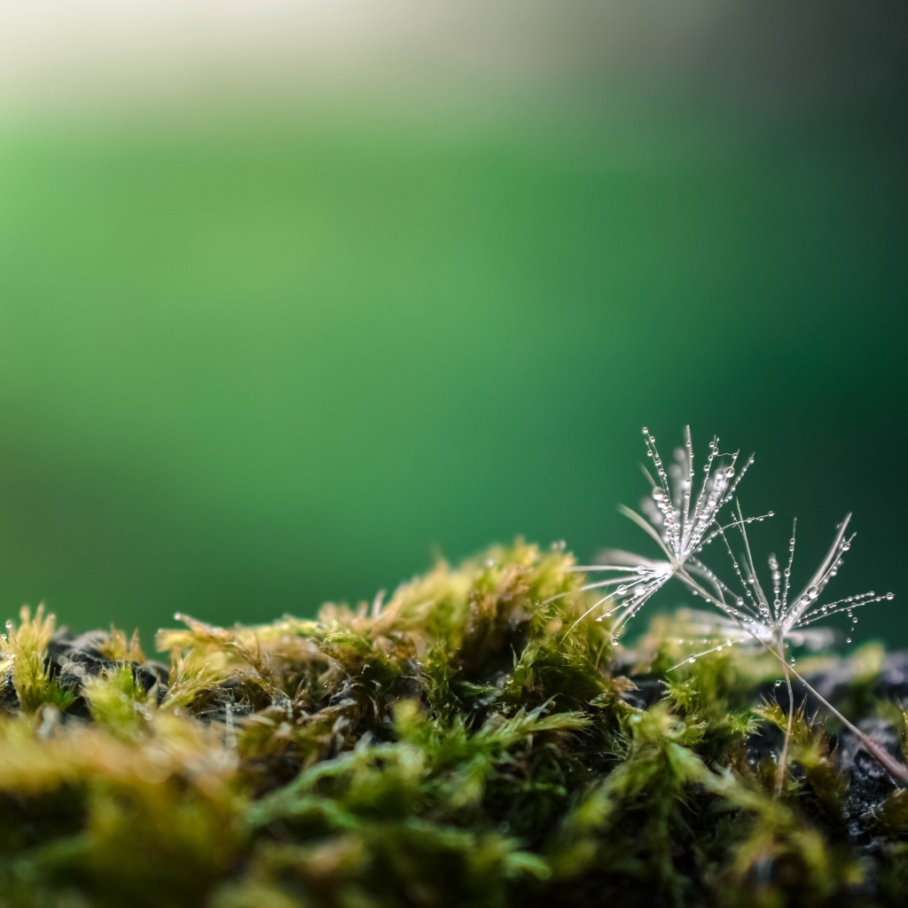 Белые семена одуванчика на покрытой мхом земле