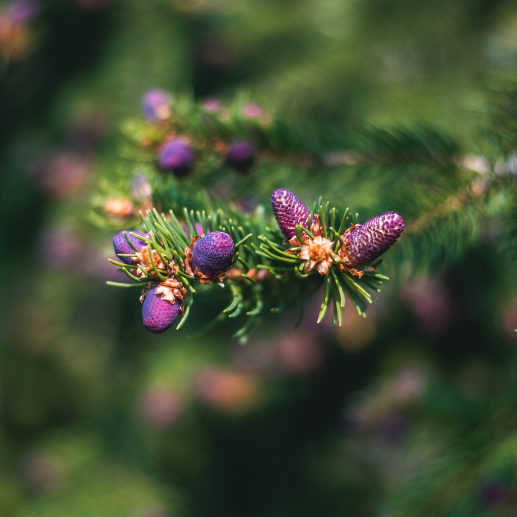 Молодые шишки на зеленой колючей ветке ели