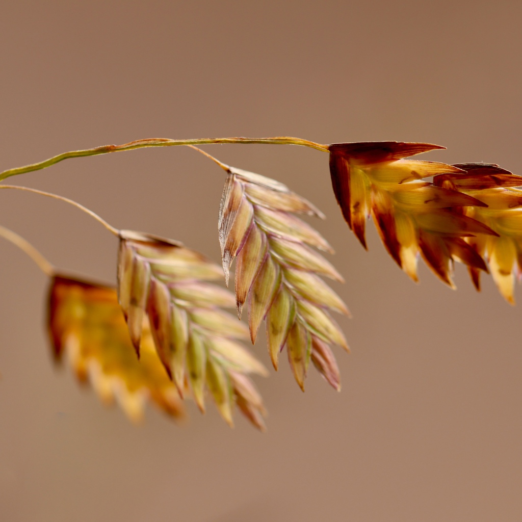 Молодой колосок на коричневом фоне
