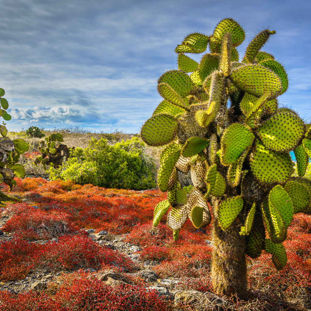 Большой колючий зеленый кактус на берегу моря