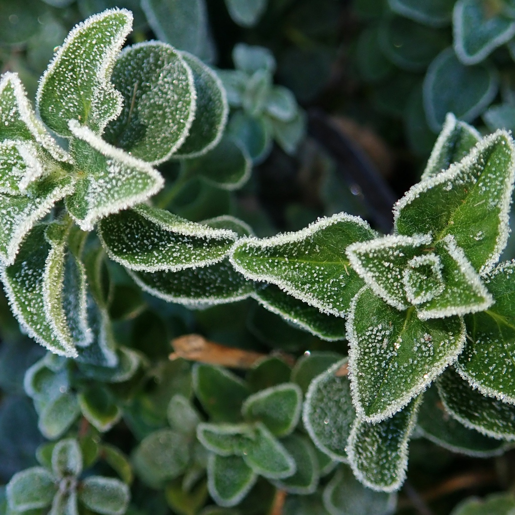 Покрытые инеем зеленые растения