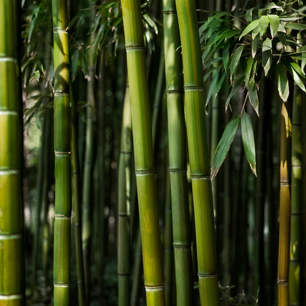 Зеленые стебли бамбука крупным планом