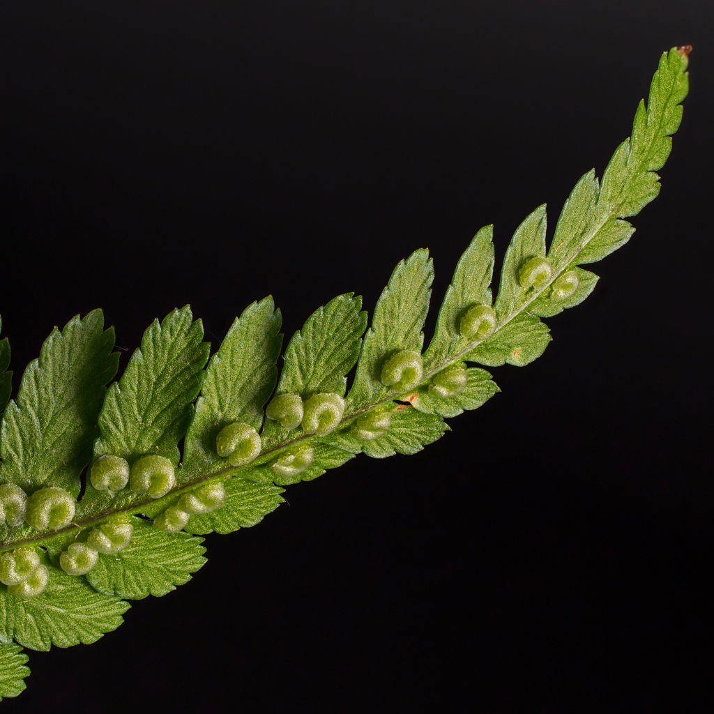 Зеленый лист папоротника на черном фоне 