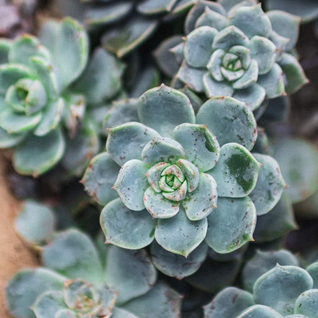 Зеленое растение молодило крупным планом