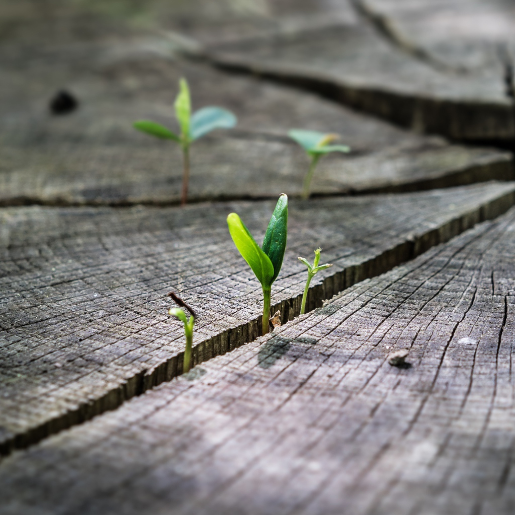 Зеленые ростки пробиваются на сухом пне