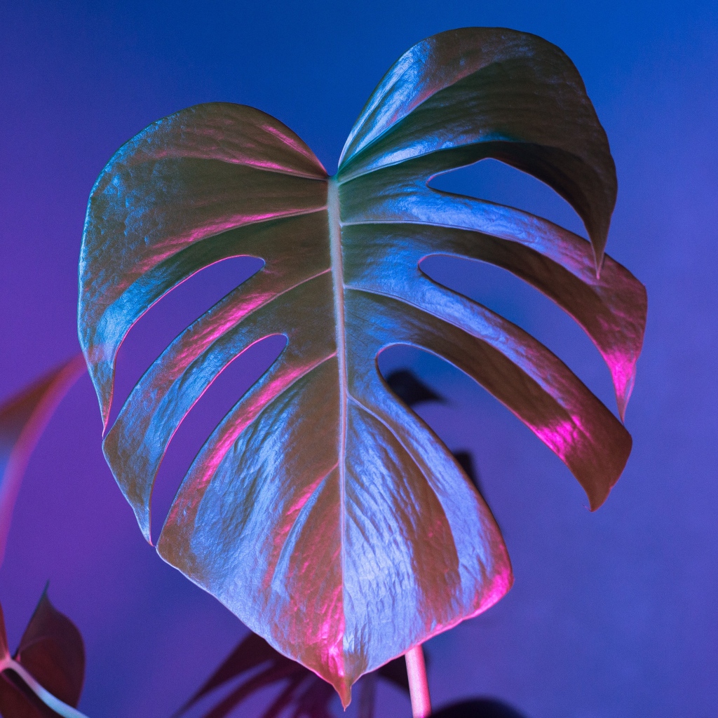 Большой зеленый лист на синем фоне