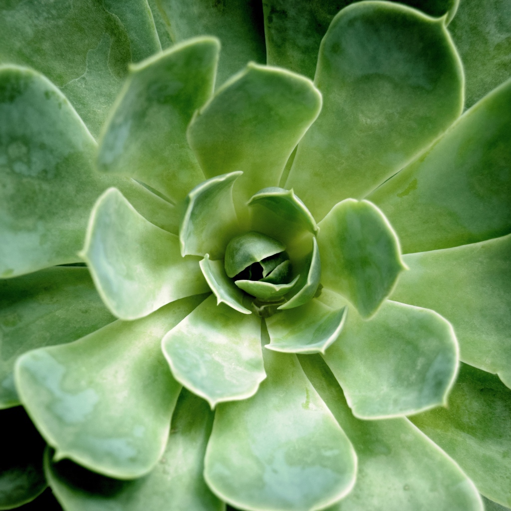 Многолетний зеленый цветок молодило крупным планом 