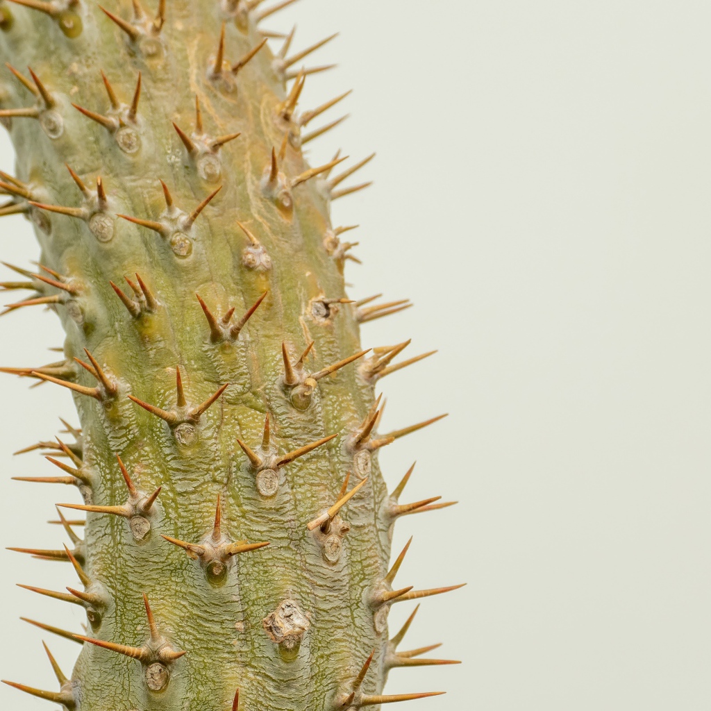 Острые колючки кактуса крупным планом 