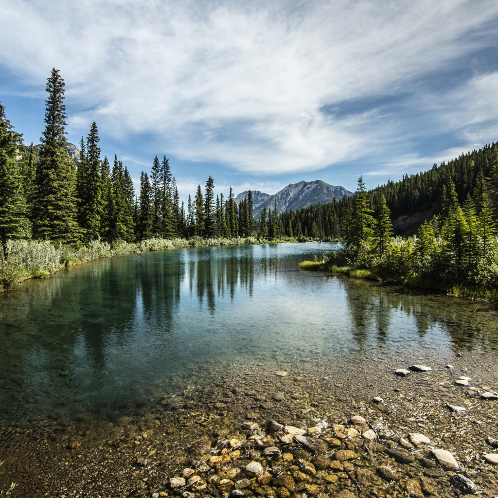 Мелкая река у хвойного леса под красивым небом
