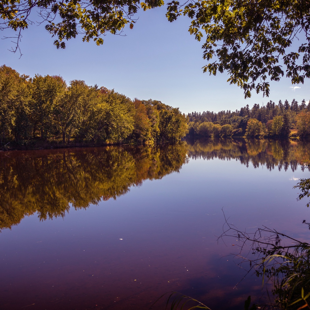 Рассвет над тихой водой реки в лесу 