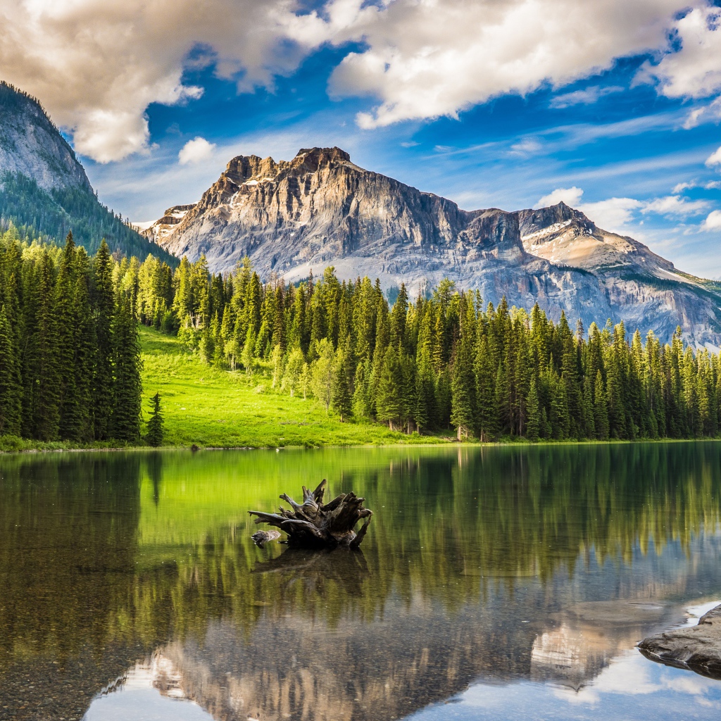 Коряга лежит в воде озера у подножия гор под голубым небом у леса