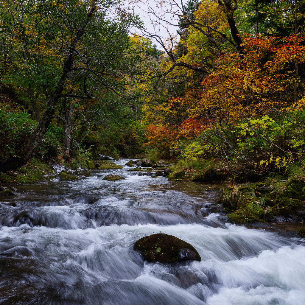 Быстрая вода в реке в лесу осенью