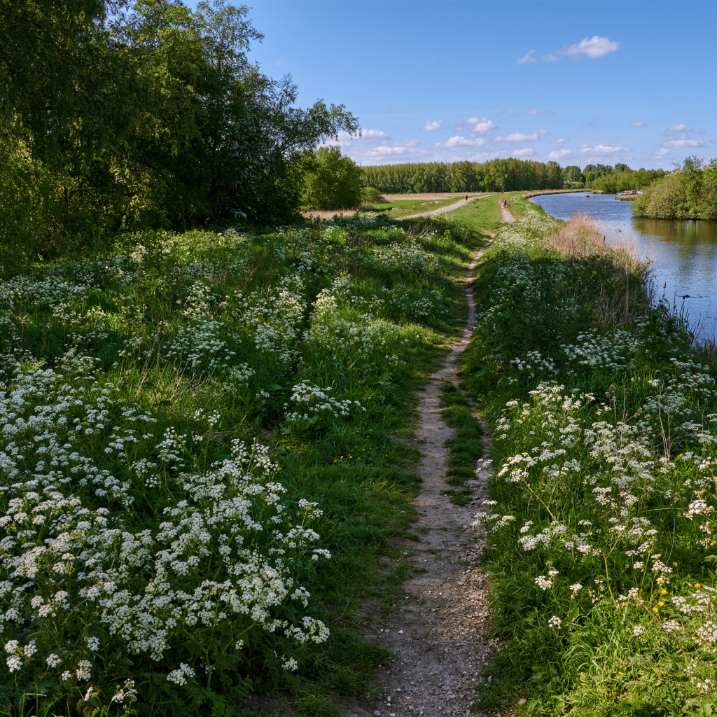 Белые цветы на берегу реки у леса 